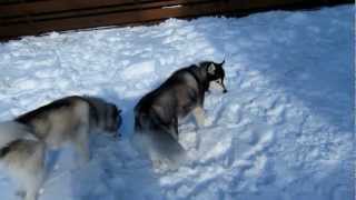 雪の中で遊ぶハスキー