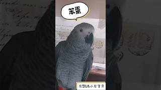 灰鸚鵡小灰寶貝說：火龍笨蛋！鳥鳥肚子餓！#小灰寶貝parrot #灰鸚鵡愛說話 #灰鸚鵡愛講話 #灰鸚鵡小灰 #灰鸚鵡小灰寶貝