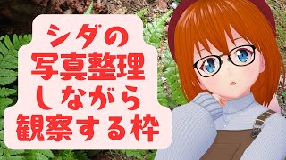 【作業・解説・雑談】クリスマスといえば、シダですよね【初心者歓迎】