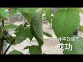 幼蟲蓋房全紀錄 亞泥生態園區