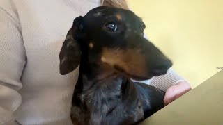 MINI DACHSHUND IS VERY BUSY IN HIS NEW HOUSE