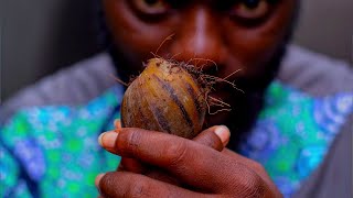 From $0 to $100,000: The Untold Story of Snail Farming in Ghana"