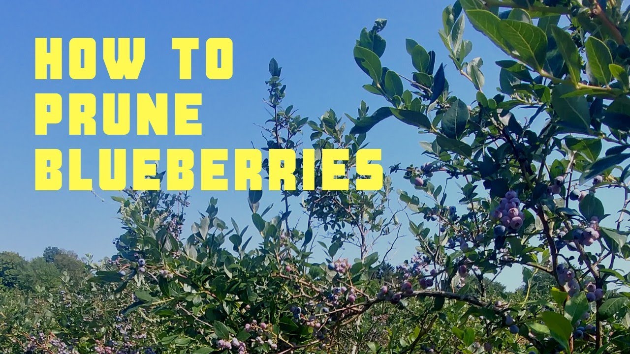 How To Prune Blueberries - YouTube