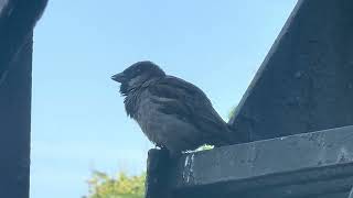 House sparrow singing some Sunday morning bird songs.