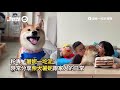 柴犬怕踩到毛夥伴「秀倒車技術」狂扭屁股｜寵物動物｜狗｜柴柴｜精選影片