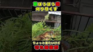 とんでもない庭の草刈り #shorts