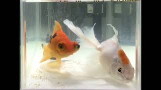 2023.9.10｜今日も仲良し金魚｜Today's good friend duo goldfish