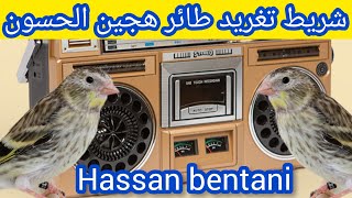 شريط تغريد الويداني لتلقين فراخ طائر هجين الحسون من إهداء الأخ (Hassan bentani).