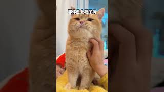 养猫的人VS不养猫的人  #新手养猫 #铲屎官 #猫咪 #养猫人 #猫 #养猫经验分享 #养猫人 #科学养宠攻略 #萌宠百科