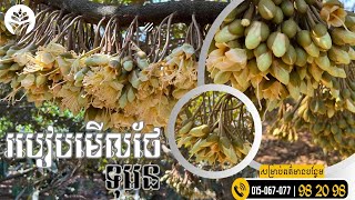 [AMC] របៀបថែទាំទុរេន វគ្គផ្កា | #NPK #FutureGold #អាហាររងបំប៉នបន្ថែម #Chitosan