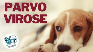 Parvovirose