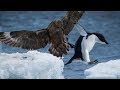 Penguin vs Skua _ The Big Battle In The Sky