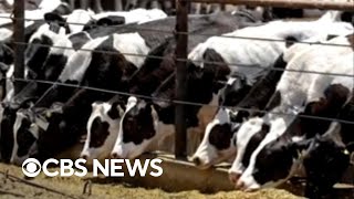 Deadly bird flu strain detected in Nevada cows for first time