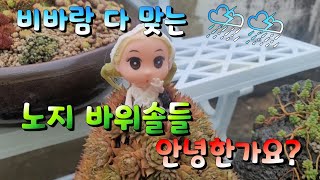 며칠째 비바람 다 맞는 노지 바위솔들 안녕한가요? #다육식물 #다육이 #다육이키우기 #옥상다육 #바위솔