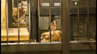 多摩：タイリクオオカミバックヤードGray wolf in backyard