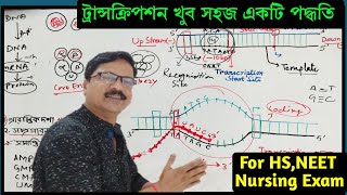 Transcription in Bengali । Transcription Class 12 Biology । ট্রান্সকিপশন প্রক্রিয়া ।