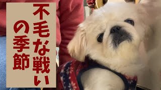 ペキニーズと不毛な戦いを繰り広げる季節がやって来た。The time has come for the Pekingese and I to have a barren battle.