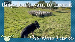 Vlog 063 - The sheep are ANNOYED!