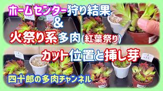 【多肉植物】🏠ホームセンター狩り結果＆火祭り系多肉のカット位置と挿し芽