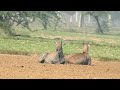 why the people hunting the nilgai. nilgaihunting