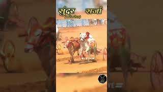 sarja Sundar win 👑🐂👑 Maharashtra bailgada sharyat please channel subscribe comment and share like