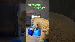 #フブキ #しろくま #シロクマ #polarbear #北極熊 #🐻‍❄️#東山動物園 #文化の日