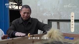 《我爱发明》 20210520 猪毛分拣记|CCTV农业