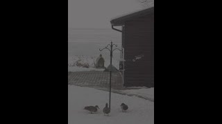 Bird Feeder: Saturday March 2, 2024