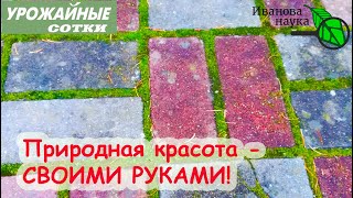 Мох - безопасный и прекрасный помощник!  Как развести мох?