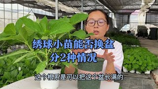 十月网购的绣球小苗能不能换盆？能不能修剪？要分2种情况而定