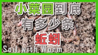 【蚯蚓土】蚯蚓土种植 | 蚯蚓粪对植物生长的重要性【种植秘诀】栽种经验和方案【全公开】How to make your own soil with worms