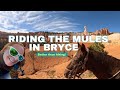 Ride the mules in Bryce Canyon National Park! It's better than hiking! 🐎