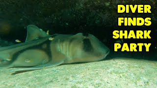 Diver Finds Hidden Shark Party