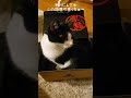 猫の足がピーんっ！不思議な猫の動き！【funny cat paw movement】【猫好きさんマッタリ鑑賞用動画】 ねこ動画　 ハチワレ猫