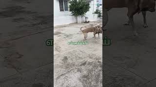 நல்லா இருக்க 🐶🐶