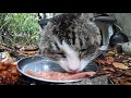 i fed a hungry stray cat in heavy rain