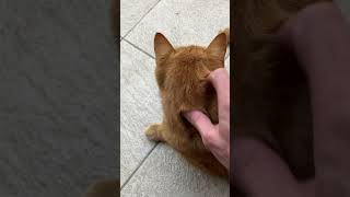 素直に甘えられないツンデレ猫 #animal #cat #猫 #ねこ