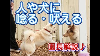 犬のしつけ【怖がり犬】人や犬に唸る・吠える子の理由と対策を園長が解説します♪　～犬のしつけ・ドッグトレーニング