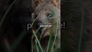 😊🦘😍 Quokka The Happiest Animal in the World 😊