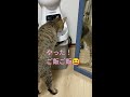 自動餌やり器の起動音に‥待ってました💞寝起きでも食欲旺盛な猫 shorts