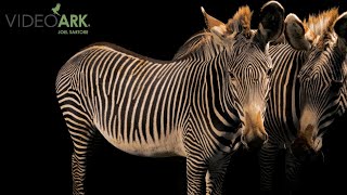 Two endangered Grévy's zebras (Equus grevyi) at Safari North Wildlife Park in Brainerd, Minnesota.