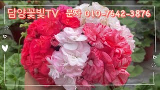 💐설날 이벤트 꽃빛 77종 제라늄 분양💐‼️매진번호: 12, ‼️