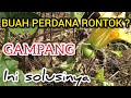 Mencegah kerontokan buah pertama pada labu