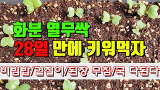 👍세상에서 가장 쉬운 방법으로 화분에 열무 싹 키우기