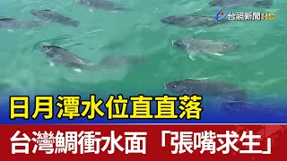 日月潭水位直直落 台灣鯛衝水面「張嘴求生」