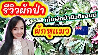 รีวิวผักป่า, ผักกาดหูแมว, ผักหูแมว, ใช้แกงแทนใบขี้เหล็กได้, ชีวิตใน​นิวซีแลนด์, ผักป่าต่างแดน