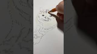 1ヶ月30回猫を描いたら神絵師になれるか検証　第21回　15 minutes drawing 　#30回猫チャレンジ