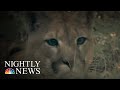 Runner Kills Mountain Lion That Attacked Him On Trail | NBC Nightly News