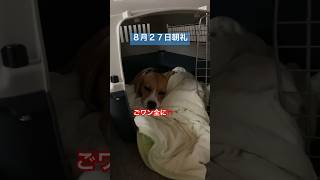 8月27日の朝礼に参加するビーグル犬#dog #犬