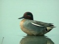 小水鴨 理毛 green winged teal eurasian teal anas crecca